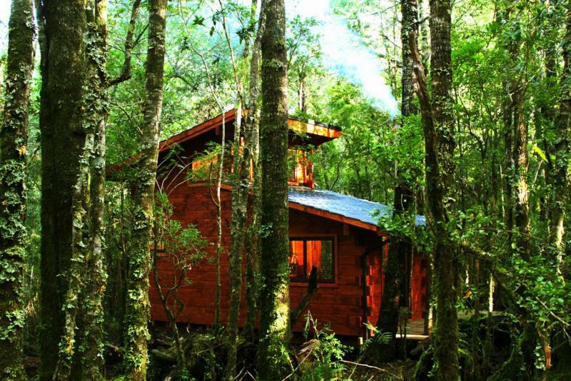 Cabanas Bosque Milenario Conaripe Exterior photo